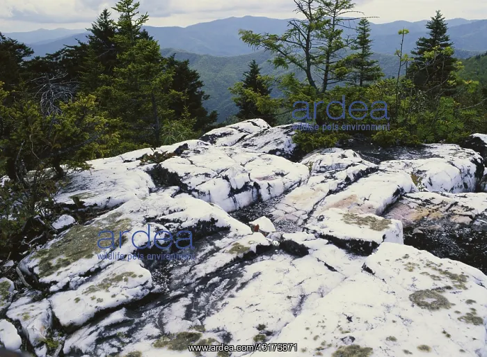 : Milky Quartz Boulders : Milky Quartz Boulders