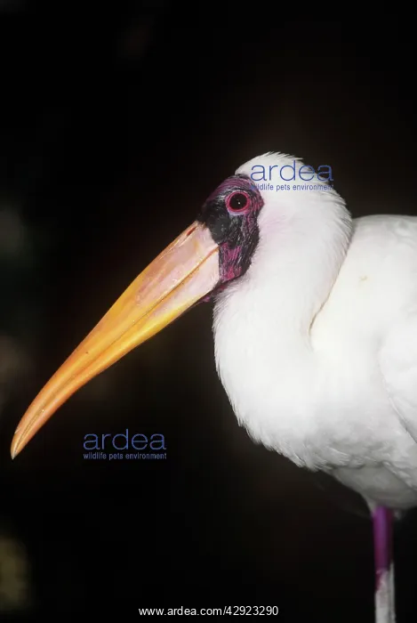 : Milky Stork : Milky Stork