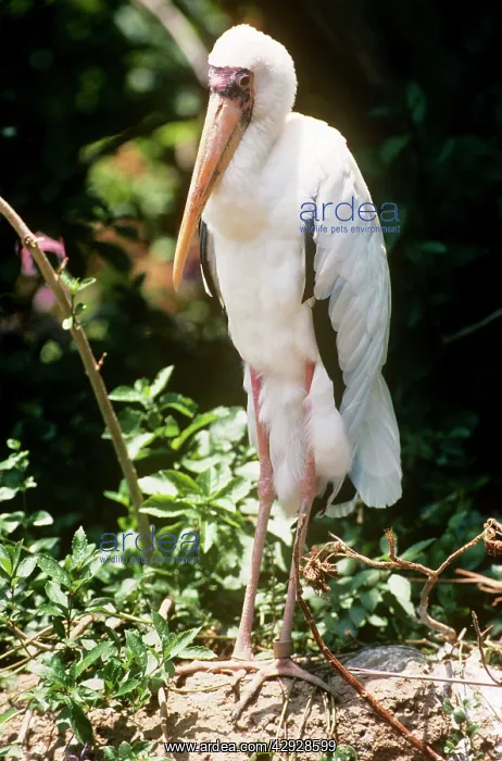  : MILKY STORK