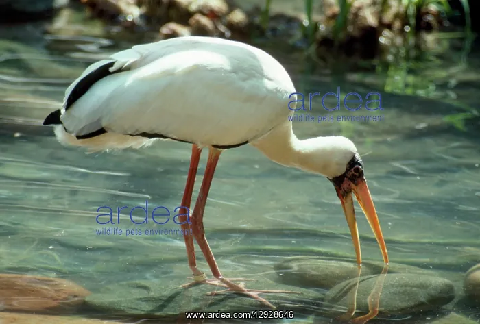 : Milky Stork - fishing in water : Milky Stork - fishing in water