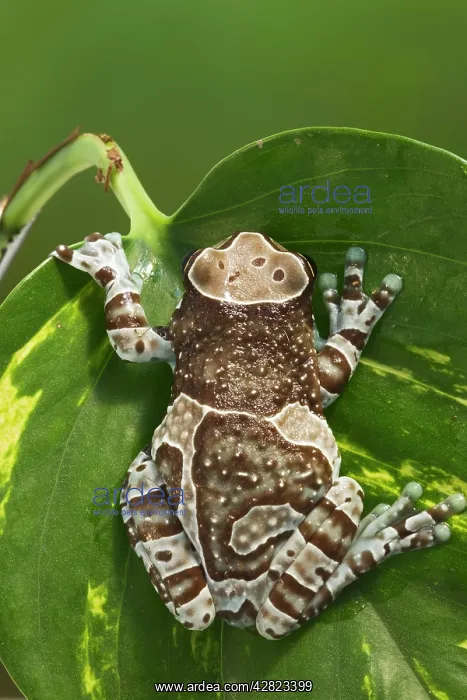: Milky Tree Frog - on leaf : Milky Tree Frog - on leaf