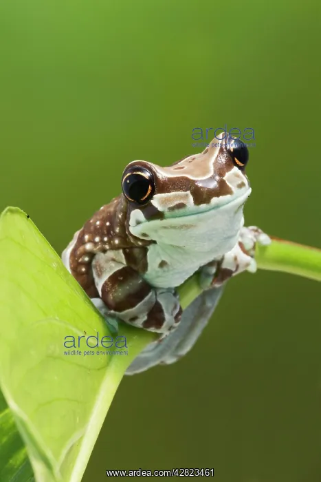 : Milky Tree Frog - on leaf : Milky Tree Frog - on leaf