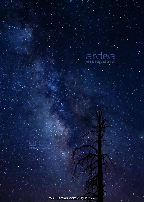 : Milky way over the Carson National Forest, Tres : Milky way over the Carson National Forest, Tres