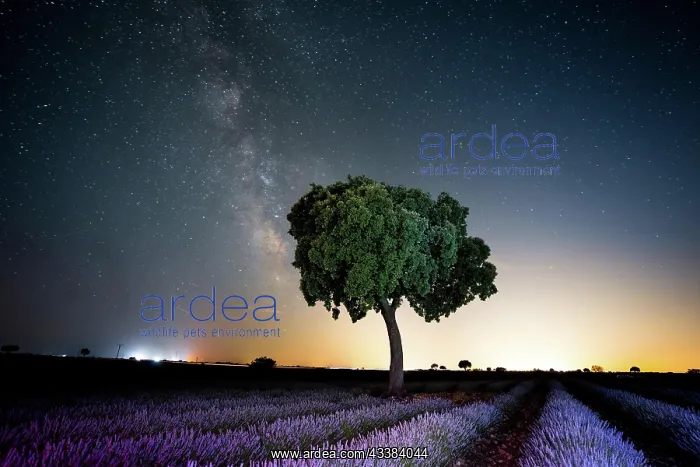 : Milky way in a lavender field with a beautiful summer : Milky way in a lavender field with a beautiful summer
