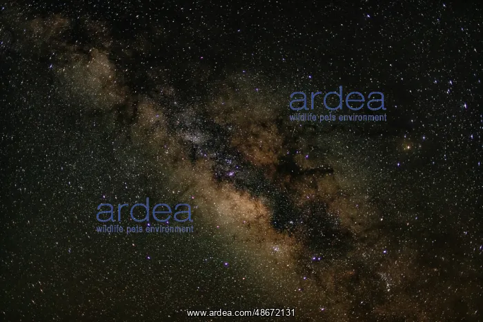 : Milky Way in the southern sky, Catron County, New Mexico : Milky Way in the southern sky, Catron County, New Mexico