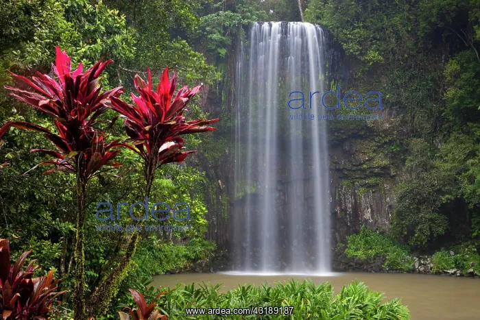 : Milla Milla Waterfall in the Atherton Tablelands : Milla Milla Waterfall in the Atherton Tablelands