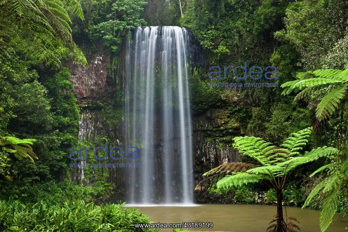 : Milla Milla Waterfall in the Atherton Tablelands : Milla Milla Waterfall in the Atherton Tablelands