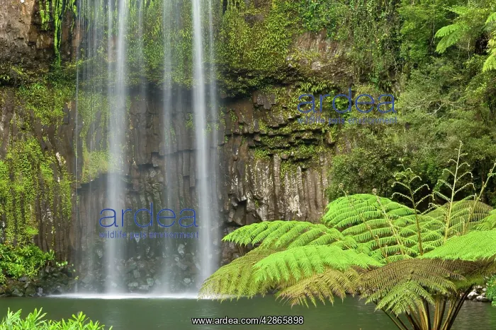  : Millaa Millaa Falls - The pool is surrounded by