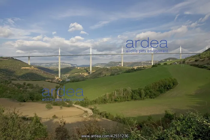 : Millau viaduct spanning the Tarn Gorge, southern France : Millau viaduct spanning the Tarn Gorge, southern France