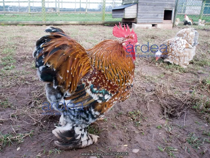 : Mille Fleur Pekin Bantam - male & female : Mille Fleur Pekin Bantam - male & female