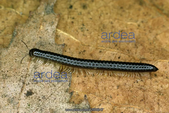  : MILLEPEDE (Cylindroiulus sp.)