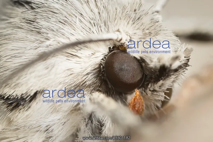 : Miller Acronicta leporina : Miller Acronicta leporina