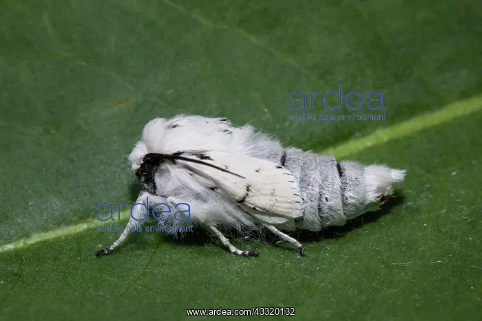 : Miller (Acronicta leporina) moth : Miller (Acronicta leporina) moth