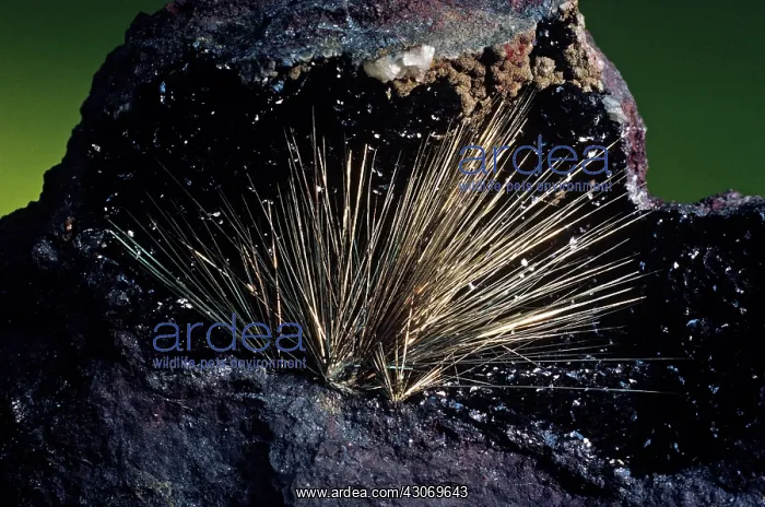: Millerite from Antwerp, New York : Millerite from Antwerp, New York
