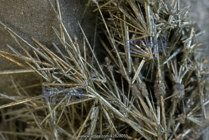 : Millerite on Arsenian Pyrite : Millerite on Arsenian Pyrite