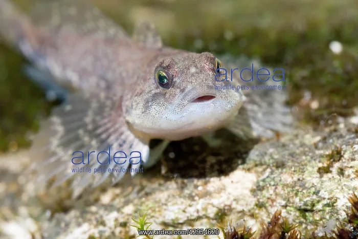  : Miller's Thumb  /  Bullhead - single fish lying on stones