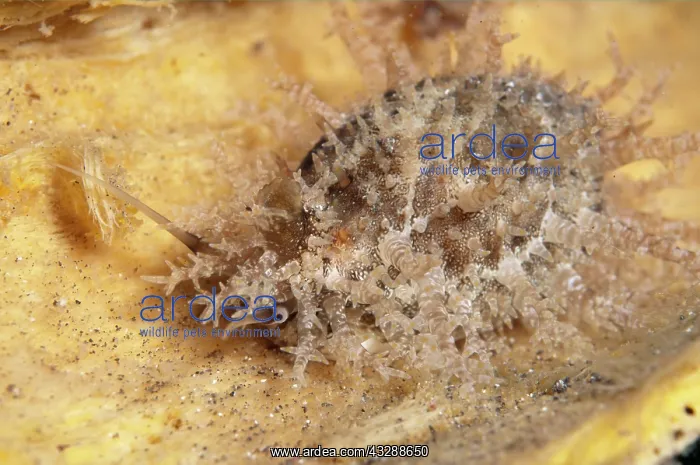 : Millet Cowrie Shell : Millet Cowrie Shell