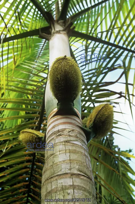 : Millionaire's Salad Tree - Palm nuts on millionaire's : Millionaire's Salad Tree - Palm nuts on millionaire's