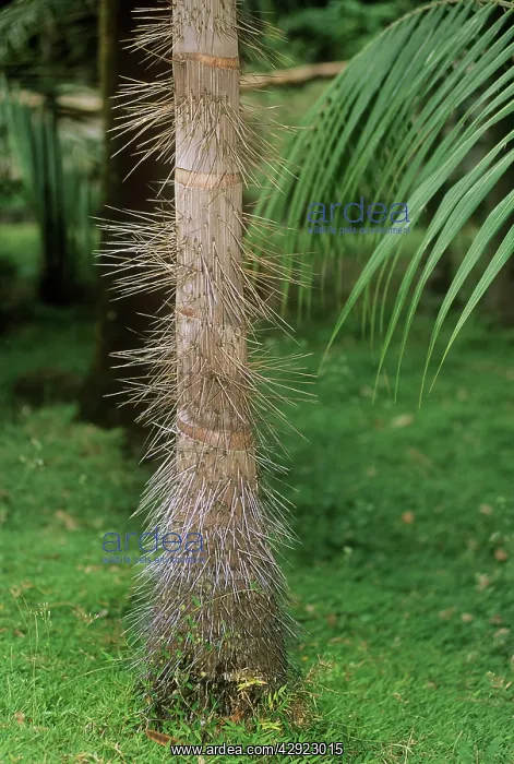 : Millionaire's Salad Tree - spines on trunk : Millionaire's Salad Tree - spines on trunk