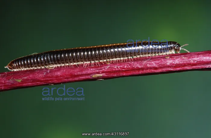 : Millipede (Cylindroiulus fulviceps) on a red stem, Belgium : Millipede (Cylindroiulus fulviceps) on a red stem, Belgium