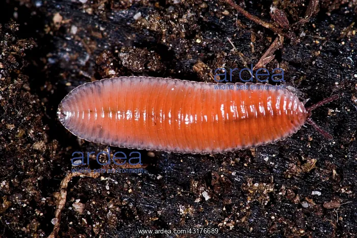 : Millipede. Bdellozonium cerviculatum, a leaf litter dwelling millipede : Millipede. Bdellozonium cerviculatum, a leaf litter dwelling millipede