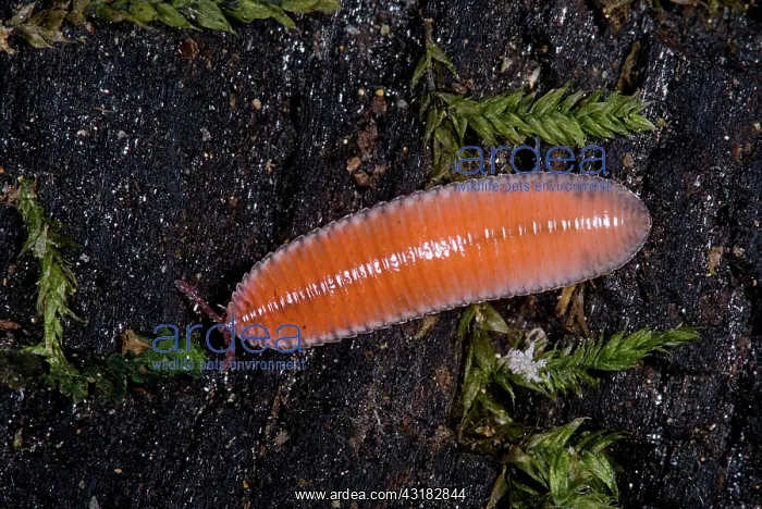 : Millipede. Bdellozonium cerviculatum, a leaf litter dwelling millipede : Millipede. Bdellozonium cerviculatum, a leaf litter dwelling millipede