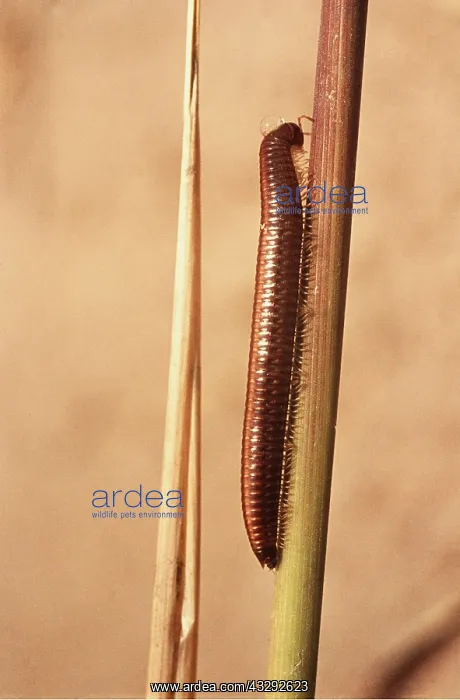 : MILLIPEDE : MILLIPEDE