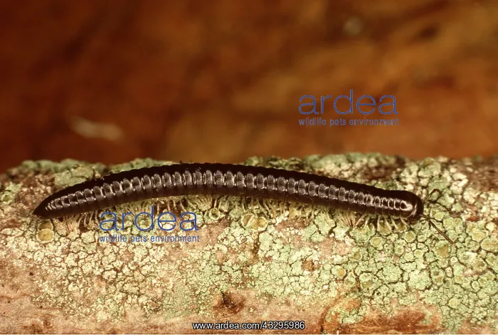 : MILLIPEDE : MILLIPEDE