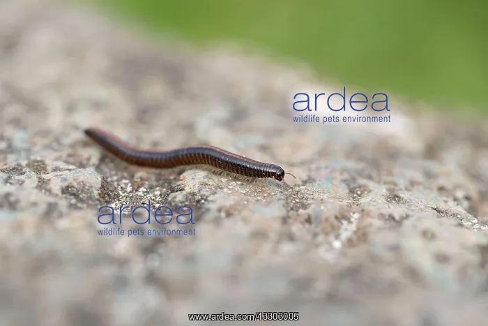 : Millipede : Millipede
