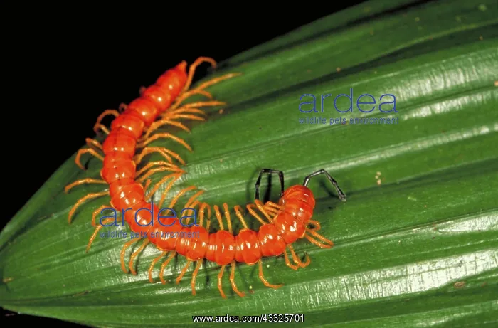 : Millipede on leaf in its natural tropical habitat, Semonggoh Reserve, Sarawak, Borneo : Millipede on leaf in its natural tropical habitat, Semonggoh Reserve, Sarawak, Borneo