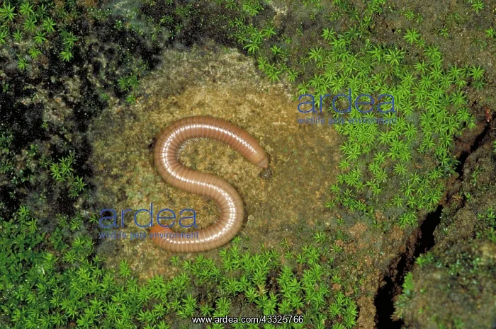: Millipede from Leang Leang caves, South Sulawesi, Indonesia : Millipede from Leang Leang caves, South Sulawesi, Indonesia