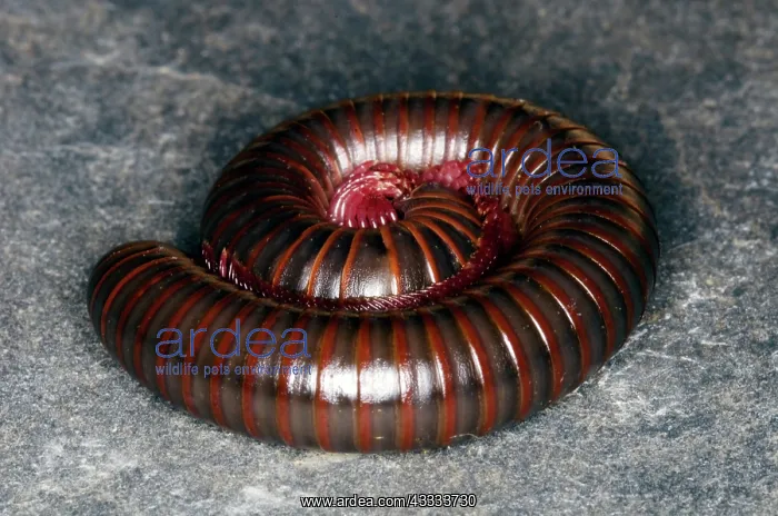: Millipede. North American Millipede (Narceus americanus) : Millipede. North American Millipede (Narceus americanus)