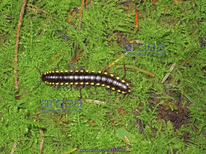 : Millipede. Cyanide Millipede (Harpaphe haydeniana) on the forest floor; southwest Oregon : Millipede. Cyanide Millipede (Harpaphe haydeniana) on the forest floor; southwest Oregon