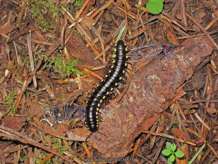 : Millipede. Cyanide Millipede (Harpaphe haydeniana) on the forest floor; southwest Oregon : Millipede. Cyanide Millipede (Harpaphe haydeniana) on the forest floor; southwest Oregon