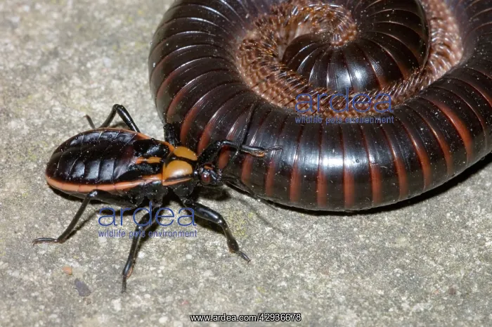 : Millipede Assassin bug - Mature nymph attacking millipede : Millipede Assassin bug - Mature nymph attacking millipede