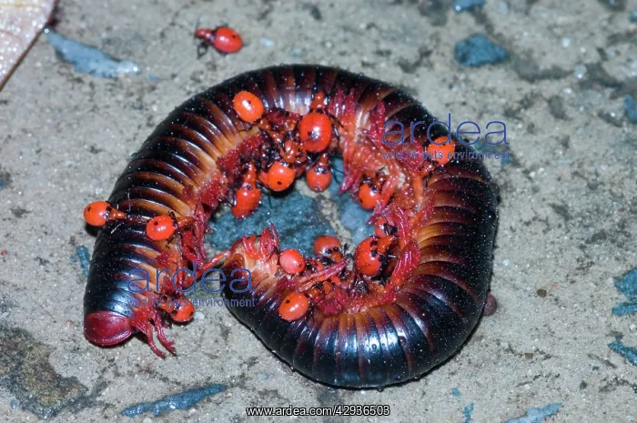 : Millipede Assassin - Nymphs feeding on millipede : Millipede Assassin - Nymphs feeding on millipede