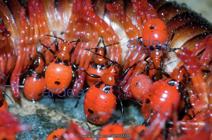 : Millipede Assassin - Nymphs feeding on millipede : Millipede Assassin - Nymphs feeding on millipede