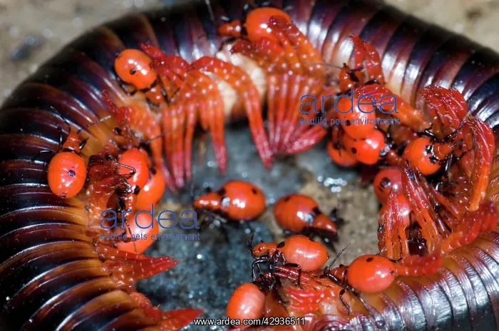: Millipede Assassin - Nymphs feeding on millipede : Millipede Assassin - Nymphs feeding on millipede