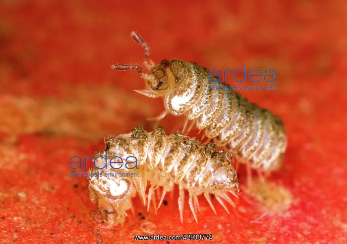 : Millipede - BritainIs rarest species - Male courting female : Millipede - BritainIs rarest species - Male courting female