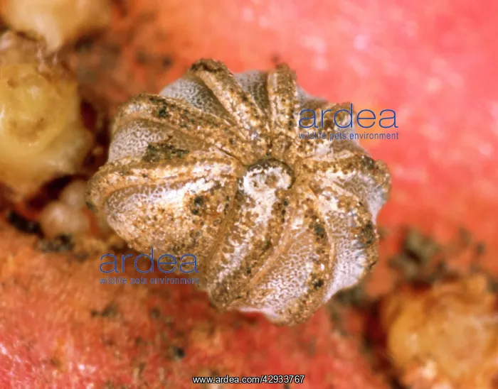 : Millipede - BritainIs rarest species rolled into a ball : Millipede - BritainIs rarest species rolled into a ball