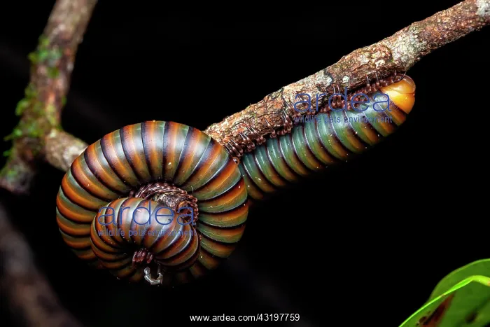 : Millipede (Juliformia sp) on black background, Saut : Millipede (Juliformia sp) on black background, Saut