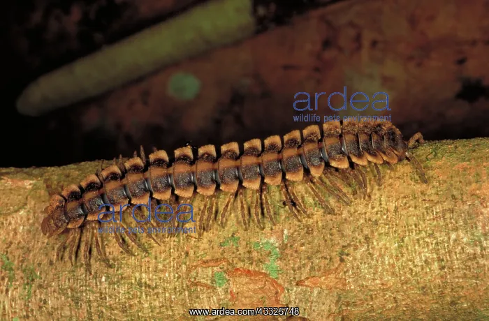 : Millipede on log : Millipede on log