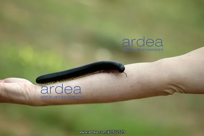 : Millipede - on personIs arm : Millipede - on personIs arm