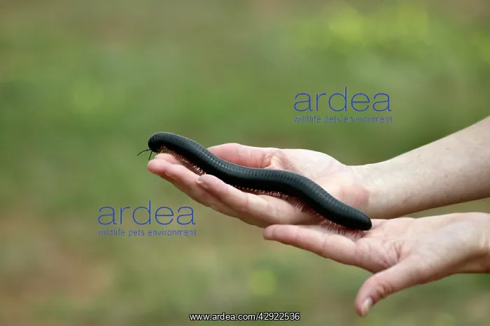: Millipede - on personIs arm : Millipede - on personIs arm