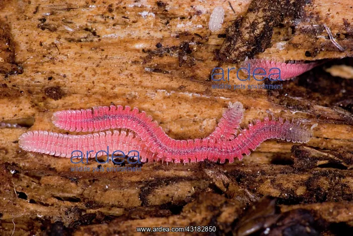 : Millipedes : Millipedes