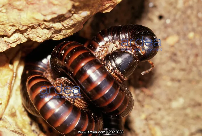 : Millipedes - mating : Millipedes - mating