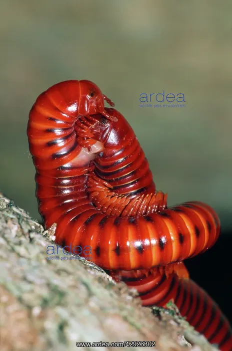 : Millipedes - mating : Millipedes - mating