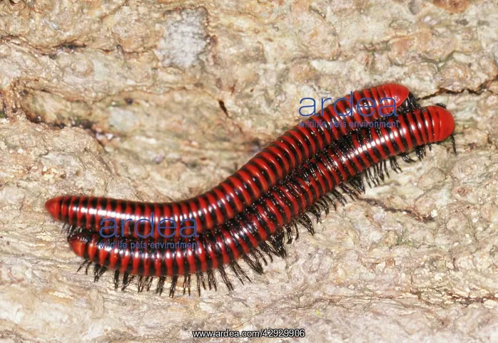  : Millipedes - mating