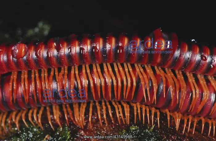 : Millipedes Mating : Millipedes Mating