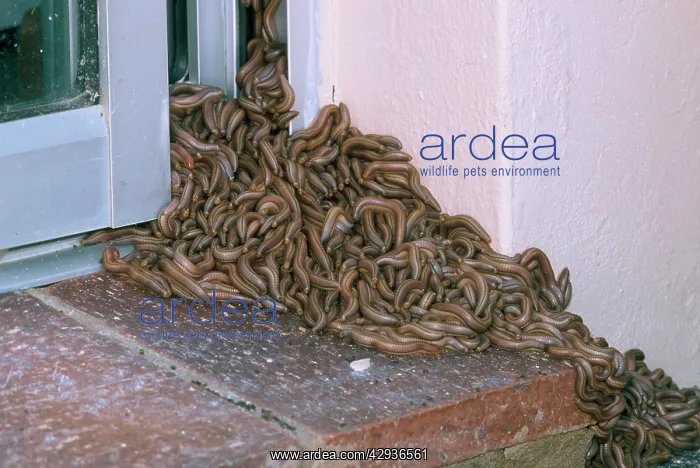 : Millipedes - Swarm of young resting against building : Millipedes - Swarm of young resting against building